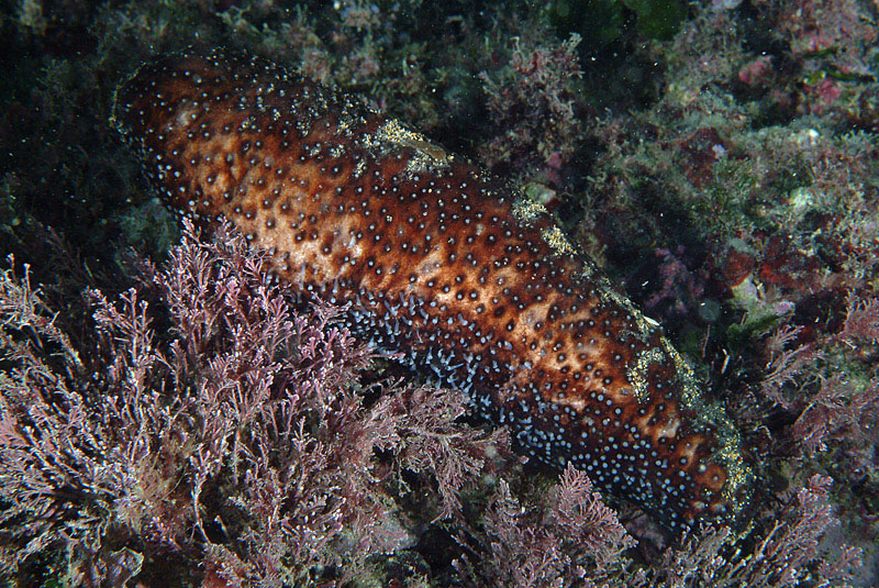 Holothuria forskali (Delle Chiaje, 1823)